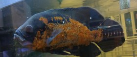 تصویر ماهی سیچیلاید اسکار تایگر رد درشت ۲۵ سانت Oscar tiger red fish