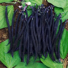 تصویر لوبیا مشکی رویال 10 عددی royal black beans 10seed