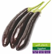 تصویر بذر بادمجان قلمی 