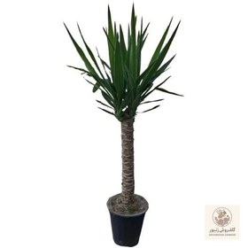 تصویر یوکا | کد: ZNB-FMJ 