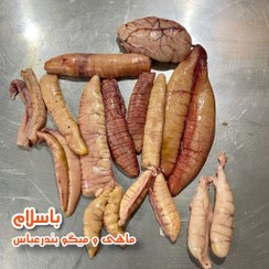 تصویر اشپل (تخم ماهی) صید روز 