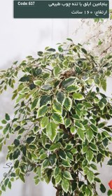 تصویر بنجامین 160سانت ابلق 