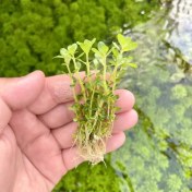 تصویر گیاه آبزی آکواریوم پلنت روتالا بنسای Rotala indica (پک 5 شاخه) 