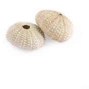 تصویر 2 عدد سنگ دریایی 