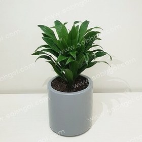 تصویر کامپکت یا آناناسی C-010 