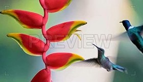 تصویر دانلود فوتیج مرغ مگس خوار در حال نوشیدن شهد از گل Hummingbirds Drinking Nectar From Flower 