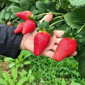 تصویر توت فرنگی لوکس 