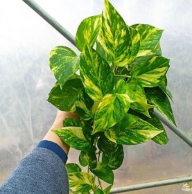 تصویر خرید پوتوس طلایی برای طراحی سالن‌های پذیرایی 