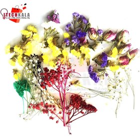 تصویر پک گل خشک 