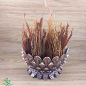 تصویر ریشه جینسینگ قرمز کره ای سیدعطار 