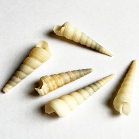 تصویر صدف طبیعی 5 عددی shell 3020 