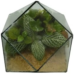 تصویر تراریوم مدل چندضلعی 