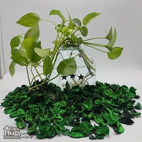 تصویر گل خشک رنگی سبز 1 کیلویی 