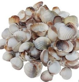 تصویر صدف دریایی 