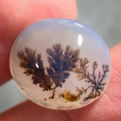 تصویر شجر قائن زیبا خاص واضح. 