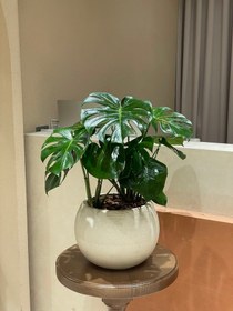 تصویر پتوس حصیری (مونسترا) 