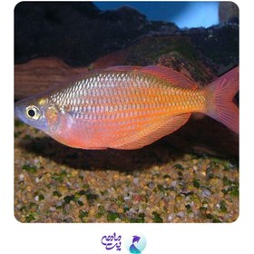تصویر ماهی رمبو کراسینگ سایز 6 تا 8 سانت 