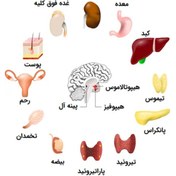 تصویر بسته کامل غده چربی زیر پوستی _ لیپوم 