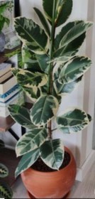 تصویر فیکوس ابلق ficus