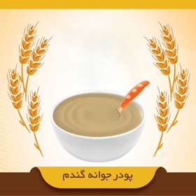 تصویر جوانه گندم 