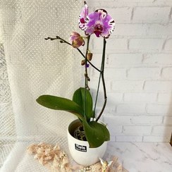 تصویر فروش گیاه بابا آدم برای طراحی فضای استراحت 