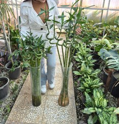 تصویر گل بامبو پیچ تایلندی / گلخانه بهارنارنج - متوسط bamboo flower