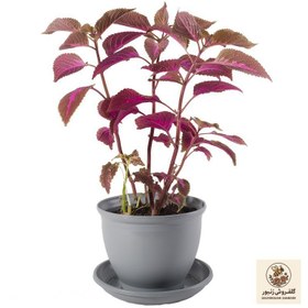 تصویر گیاه طبیعی حسن یوسف مدل P-09 | کد: ZNB-62A 