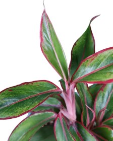 تصویر آگلونما رد سیام 