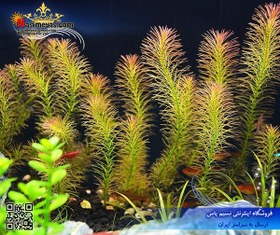 تصویر گیاه روتالا والیچی پلنت کد ۶۰۲ Aquarium Plant rotala wallichii