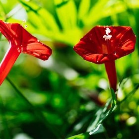 تصویر بذر گل نیلوفر رونده الوان ۳ عدد 