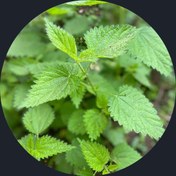 تصویر گزنه خشک گیاه دارویی پرخاصیت