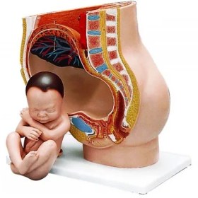تصویر مولاژ لگن رحم در نهمین ماه بارداری 