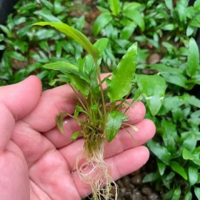 تصویر گیاه آبزی آکواریوم پلنت کریپتون وندتی Cryptocoryne wendtii Green 