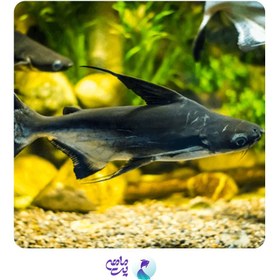 تصویر ماهی پنگوسی شکاری سایز ۲۵ تا ۳۰ سانتیمتر 