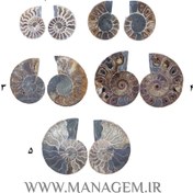 تصویر آمونیت فسیل طبیعی 