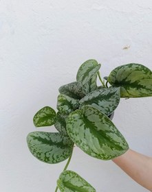 تصویر پتوس ببری 