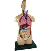 تصویر مولاژ نیم تنه انسان ۱/۲ اندازه طبیعی با نمایش عضلات و مغز 