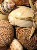 تصویر فال صدف و نمک (روش‌های باستانی و انرژی‌های طبیعی) فال صدف و نمک (روش‌های باستانی و انرژی‌های طبیعی)