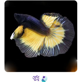 تصویر ماهی فایتر مسترد گز 