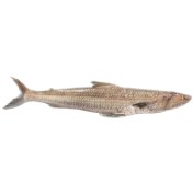 تصویر ماهی حسون یا ماهی کریشو تازه ( قیمت و خرید )-اسبک ماهی 