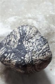 تصویر سنگ کلکسیونی و تزئینی فسیل 