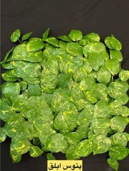 تصویر پنل مصنوعی پتوس ابلق 