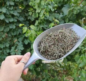 تصویر رزماری 