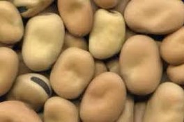 تصویر باقالی خشک - نیم کیلویی ا dried beans dried beans