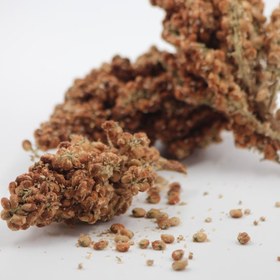 تصویر سماق خوشه ای 