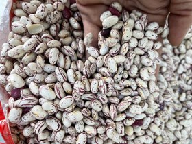 تصویر چیتی محلی 