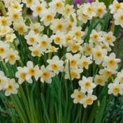 تصویر پیاز گل نرگس شهلا 