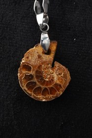 تصویر آویز فسیل آمونیت 