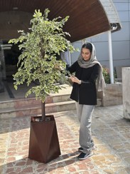 تصویر درختچه بنجامین ابلغ 