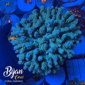 تصویر میلیپورا 